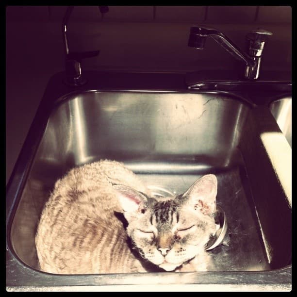 cat