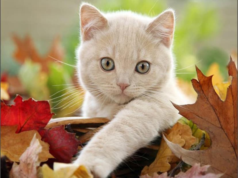 cat