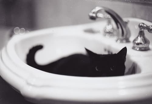 cat