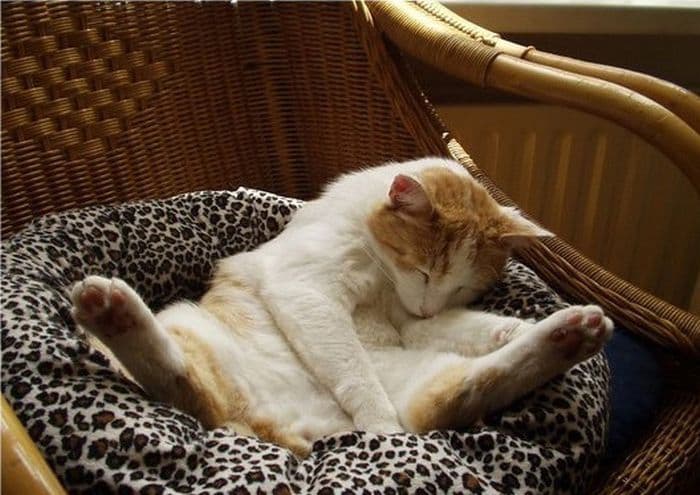 cat