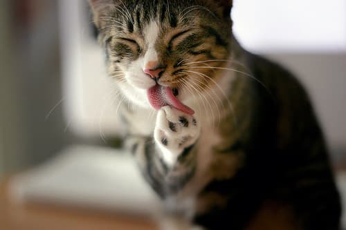 cat
